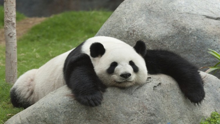 เผยคลิปแพนด้าจีนพลาดท่าตกจากกิ่งไม้