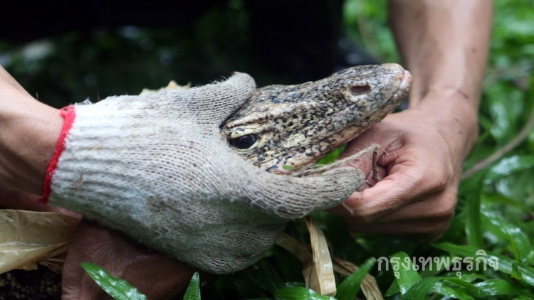 ตะลึง!! เห้ 3 ตัวตบเท้าเข้าบ้านโร่แจ้งกู้ภัยช่วยจับ