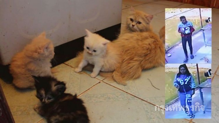 หนุ่มสาวแสบฉกลูกแมวเปอร์เซียร์ วัดดังโคราช ไปขายต่อในเน็ต