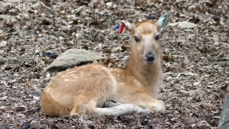 สวนสัตว์บร็องซ์เผยโฉมกวางหายาก