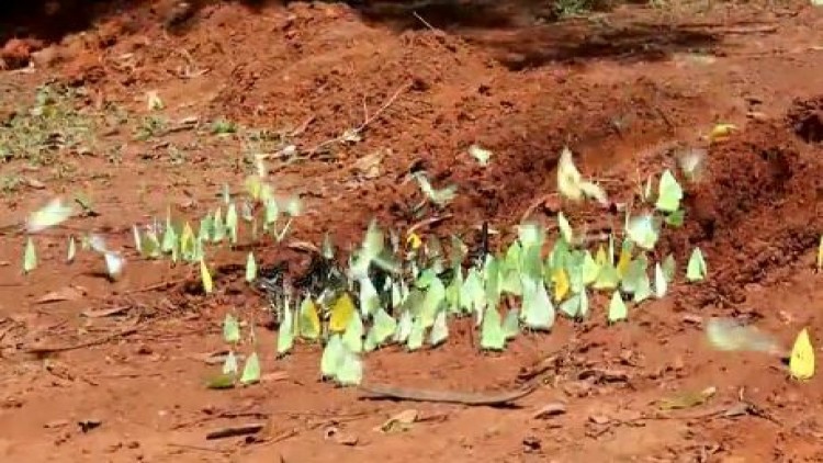 ผีเสื้อหลากชนิด อวดโฉมสร้างสีสัน อุทยานแห่งชาติทับลานโคราช