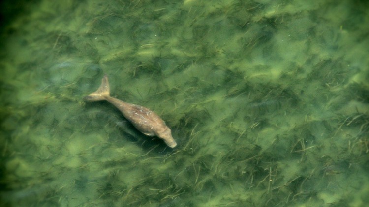 แกะรอย...ดุหยงทะเลใต้