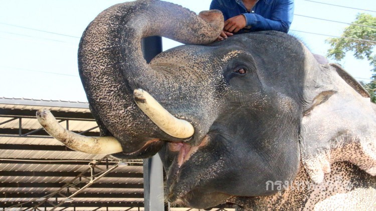 คชสารขุนแผน 'พลายนิ้งหน่อง' ปึ๋งปั๋งขยันปั้มลูก เมีย12 ลูก22