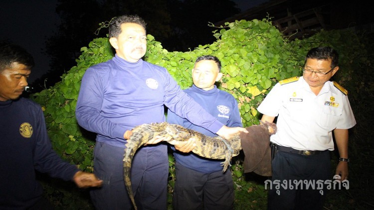 จับแล้วจระเข้ในแม่น้ำแม่กลอง ที่ขึ้นมานอนอาบแดด