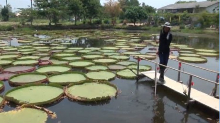 'บัวกระด้ง' ขยายเพิ่มอีก1สระ นทท.ชมได้ตลอดปี