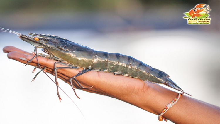 ‘กุ้งโอเมก้า’เหนือระดับกุ้งกุลาดำ