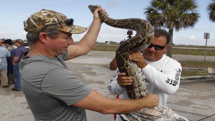 ‘ฟลอริดา’ หนุนโครงการล่า ‘งูหลาม’