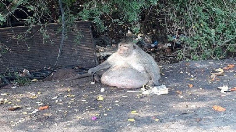 คืบหน้า! 'ลุงอ้วน' ลิงจ่าฝูง อายุ 20 ปี แห่งบางขุนเทียน