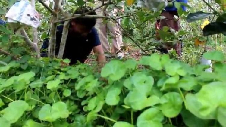 เกษตรกรโคราชปลูกใบบัวบกขาย รายได้เดือนละกว่า5หมื่นบาท