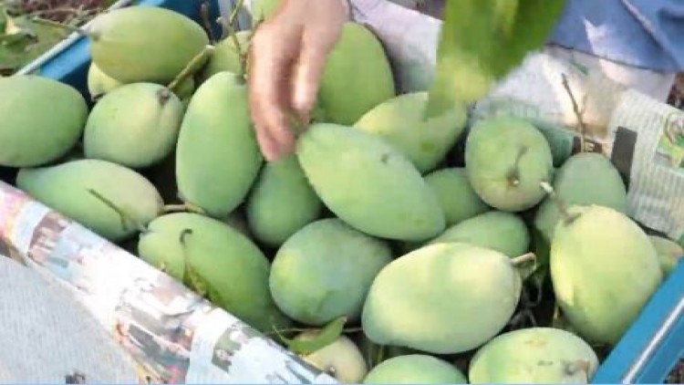 มะม่วงแก้วขมิ้นอนาคตสดใส ตลาดอาเซียนต้องการสูง