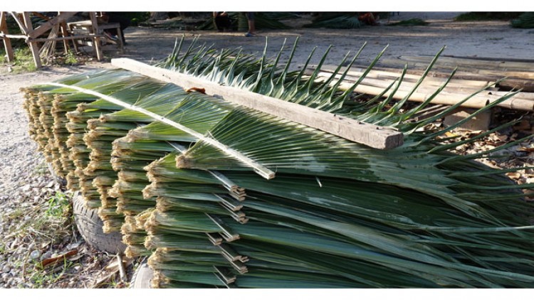 สงขลาอนุรักษ์ 'ตับสิเหรง' ใช้มุงหลังคาบ้านเย็นสบาย