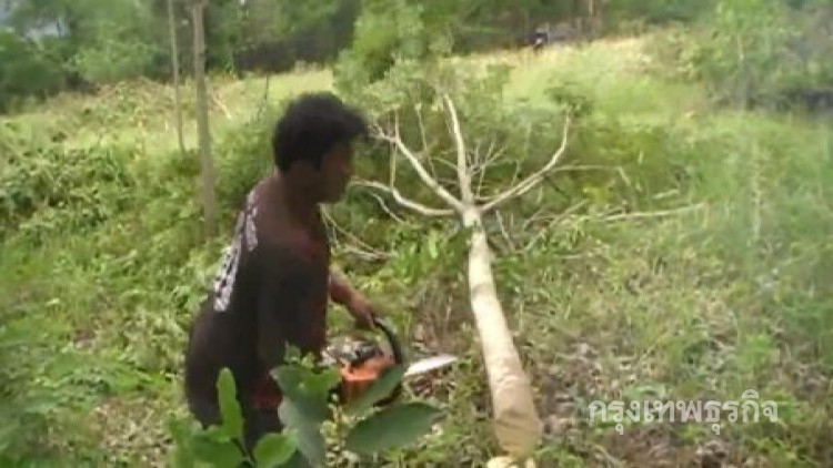 ชาวสวนยางโอดราคาต่ำ ตัดสินใจโค่นยางทิ้ง 