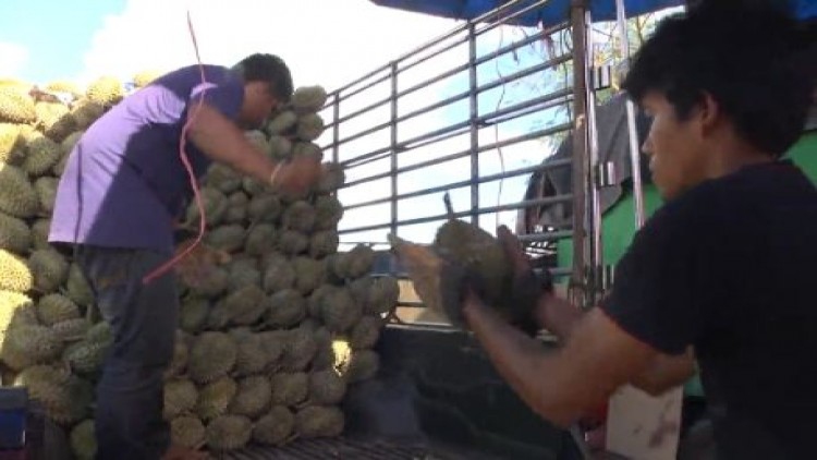 แม่ค้าชาวสวน ขนทุเรียนเปิดท้ายขายริมทาง รายได้วันละแสน