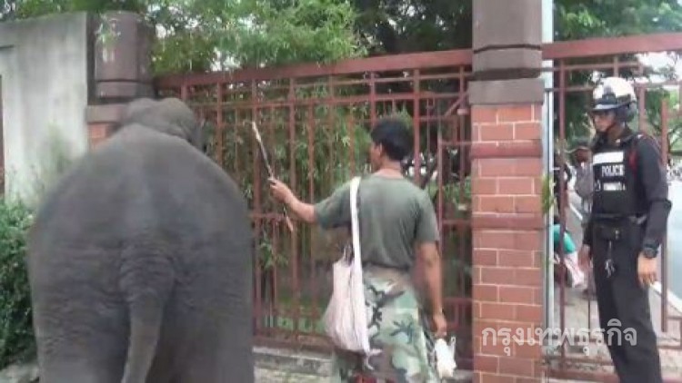 รวบ3ควาญนำช้างมาเร่ร่อนดำเนินคดี