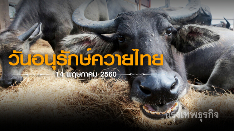 14พ.ค.'วันอนุรักษ์ควายไทย'