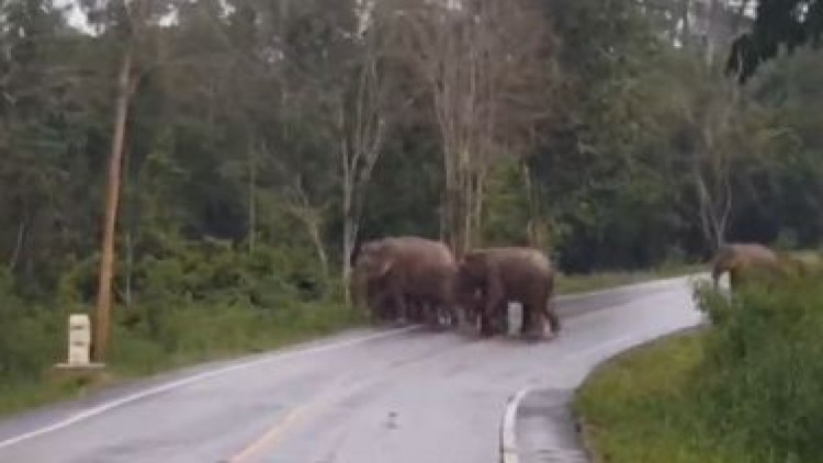 ช้างป่าแก่งกระจาน โผล่กลางถนนป่าละอูดันรถยนต์