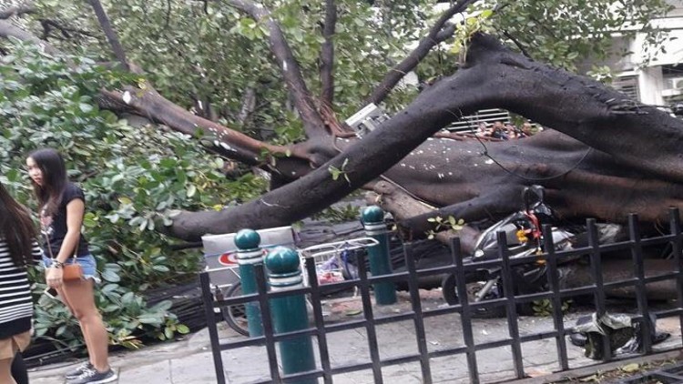 ออกหมายเรียกเจ้าของต้นไม้ โค่นเกี่ยวเสาล้มทับคนเจ็บ-ตายแล้ว