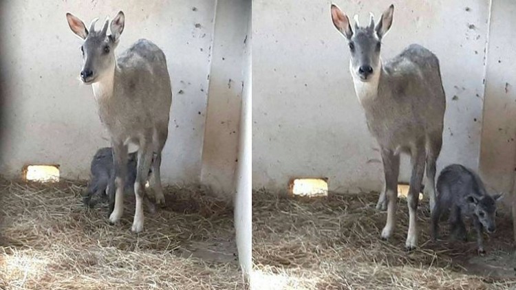 สวนสัตว์เชียงใหม่เฮ รับสมาชิกใหม่ 'ลูกกวางผา'