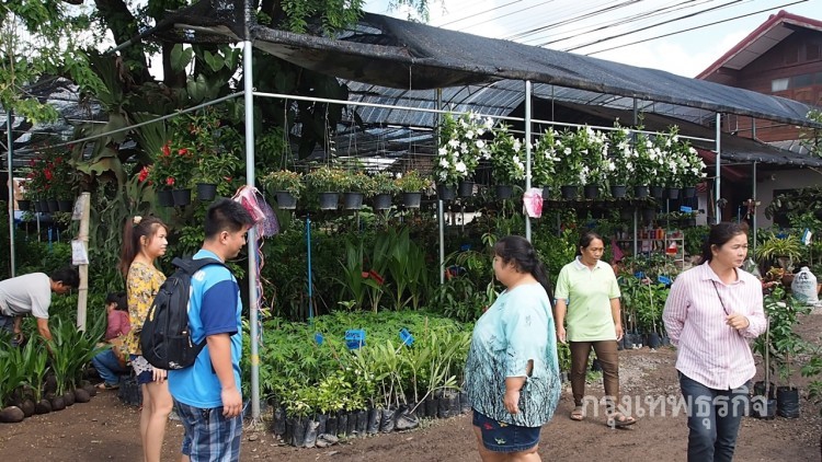 พ่อค้าขายพันธุ์ไม้รวยเละ 1 วัน รับ1แสน