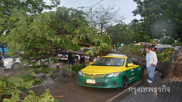 พบต้นไม้เมืองกรุงฯ 1,900 ต้น เสี่ยงล้ม