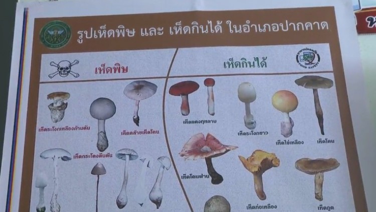 สจจ. บึงกาฬ เตือนกินเห็ดปลวกในสวนยาง หามส่งรพ.แล้ว 30 คน