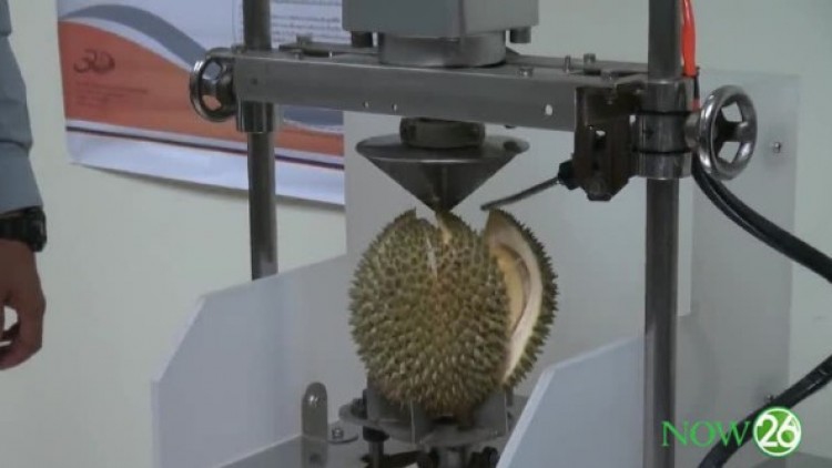ไอเดียเจ๋ง!มน.ประดิษฐ์เครื่องปอกเปลือกทุเรียนกึ่งอัตโนมัติ