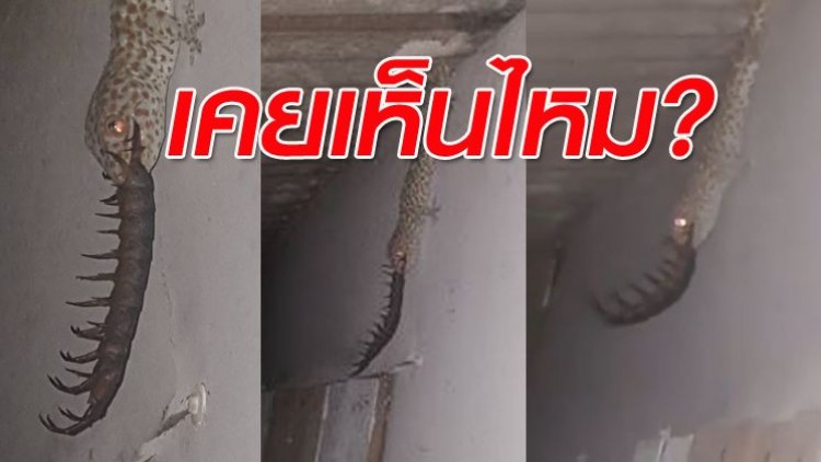 ขนลุก! คลิปตุ๊กแกกินตะขาบ 