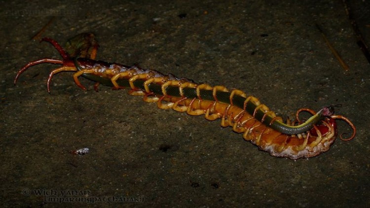 ขนลุก 'ตะขาบ' กิน 'งู' 