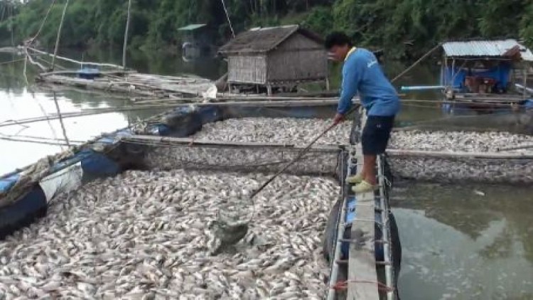 ฝนตกปลาในกระชังตายนับ 20 ตัน