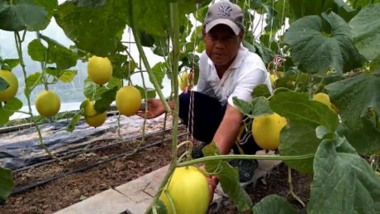 วัยเกษียณปลูกเมล่อนแก้เหงา รายได้เดือนละกว่า 80,000 บาท