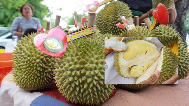 ทุเรียน'หลงรักไทย'ล็อตแรกจากสวน ขายศาลากลางพิษณุโลก