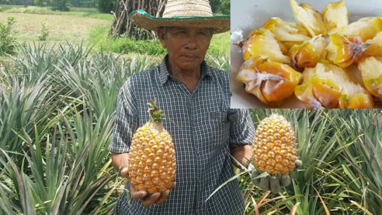 ปลูกสับปะรดฉีกตาขายโซเซียล ยอดสั่งจองเพียบ