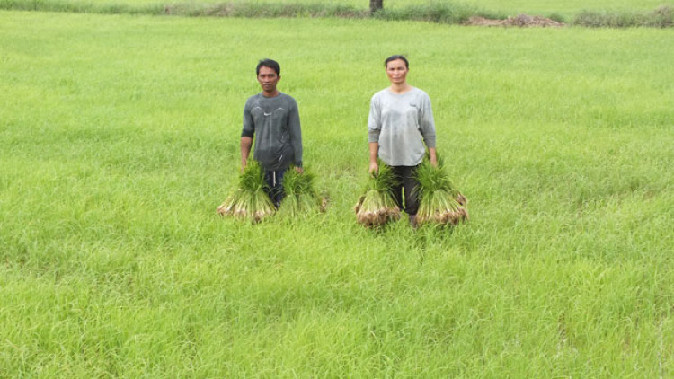 โคราชฝนมาเร่งถอนกล้า เตรียมเพาะปลูกข้าวนาปี 