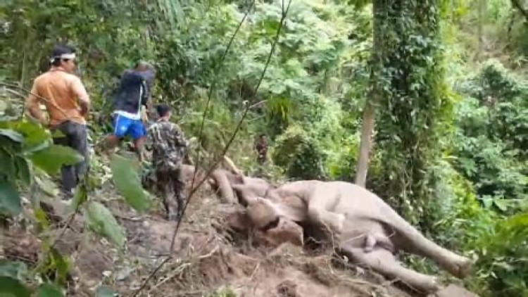 ช้างป่าแทงช้างเลี้ยงตายคาโซ่ กลางอุทยานฯ