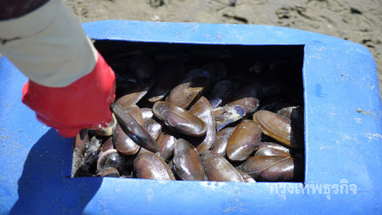 สุราษฎร์ฯจับหอยสับเค็ดขาย สร้างรายได้งามอร่อยกว่าหอยนางรม