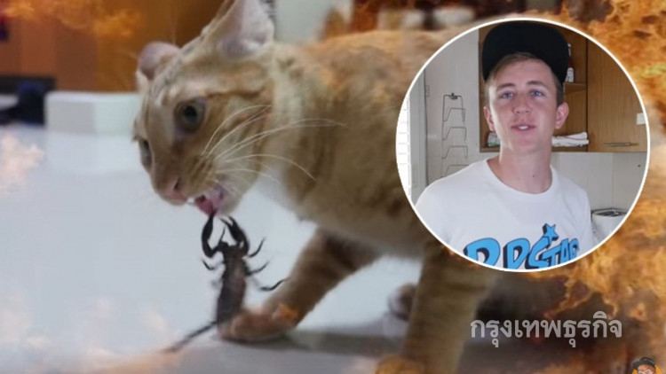 คนรักแมวเตรียมแจ้งเอาผิดฝรั่ง 'นายเนท'