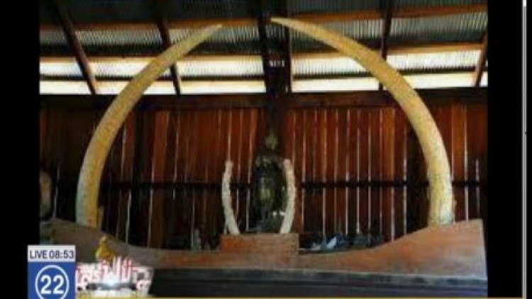 งาช้างแกะสลักพุทธประวัติสมัยอยุธยา อายุกว่า200ปีหาย