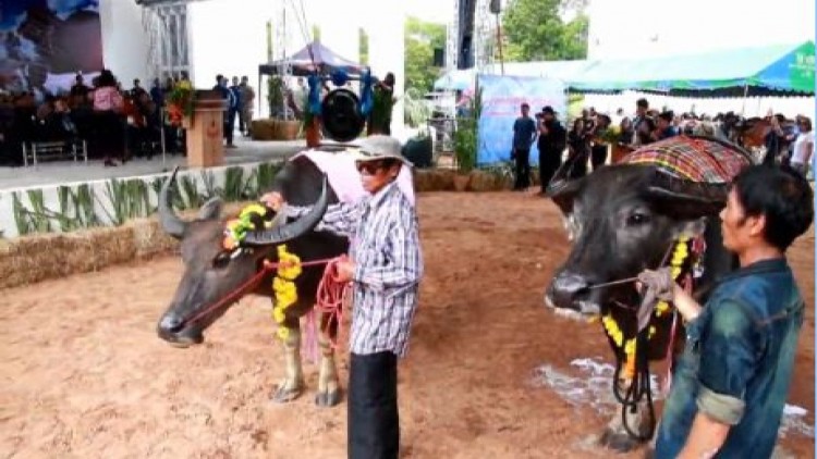 มหกรรมปศุสัตว์โคราช แชมป์ควายไทยน้ำเชื้อ1ล้านโดสเป็นสินสอด