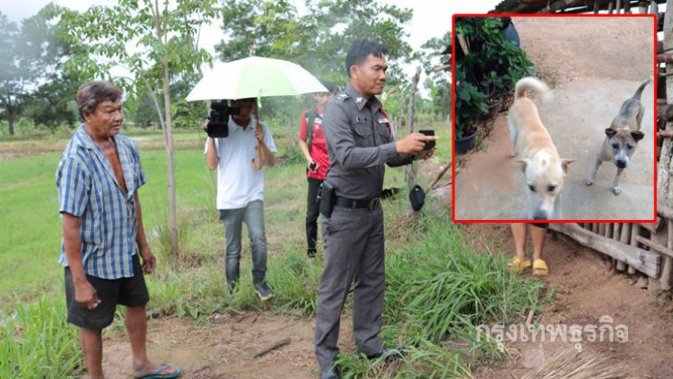 หมากัดหมู ใช้ปืนยิงชำแหละแบ่งกันกินทั้งหมู่บ้าน