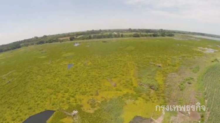 เตรียมปราบ 'จอกหูหนูยักษ์' ระบาดในแหล่งน้ำสำคัญ 