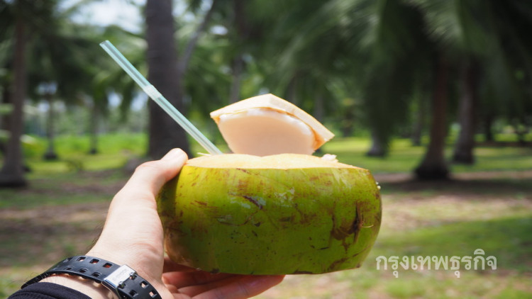 ‘ตะเคียนเตี้ย’ ขี่เสือเข้าสวน