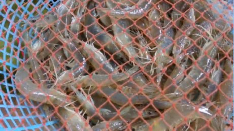 สุราษฎร์ฯ จับกุ้งทะเลมือเปล่า สร้างรายได้งาม