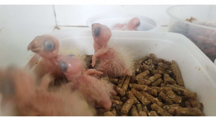 กลุ่มผู้เลี้ยงนกแก้วปากขอ คัดค้านร่างพรบ.สัตว์ป่าไซเตส