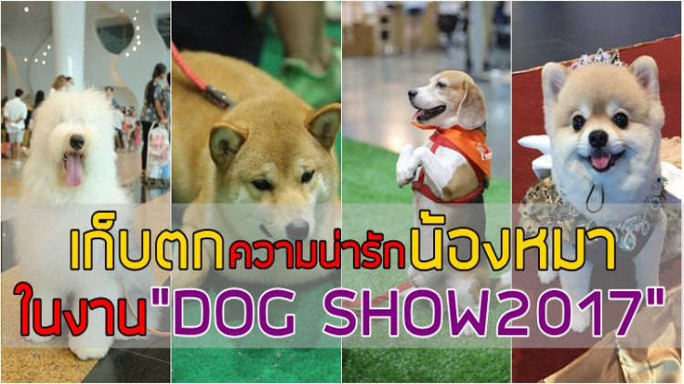 สุขสันต์คนรักหมากับ “THAILAND DOG SHOW 2017”