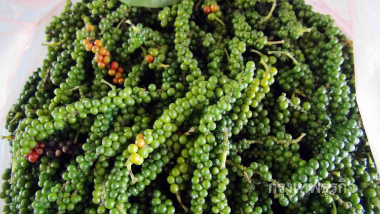 ปลูกพริกไทยขายรายได้วันละ2พันบาท