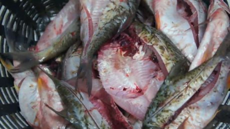 ทำปลาส้มสูตรโบราณส่ง ขายดีจนทำไม่ทันขาย