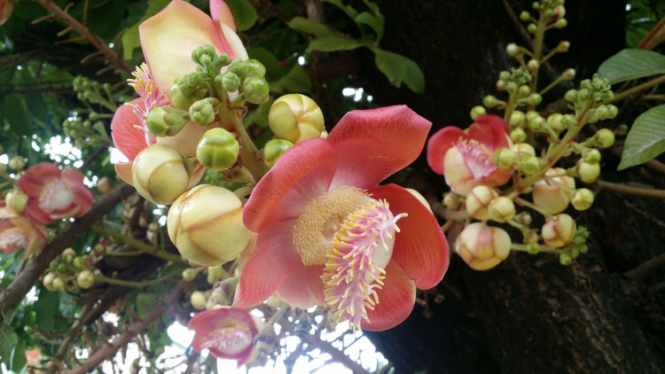 ต้นสาละลังกา 'ร.10' ทรงปลูกเมื่อ30ปี ออกดอกบานหอมทั่ววัดใหญ่