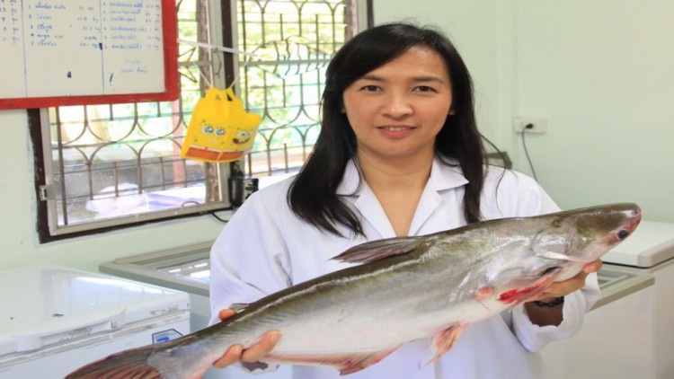 น้ำมันปลาน้ำจืด วิจัยส่งต่อสตาร์ทอัพ