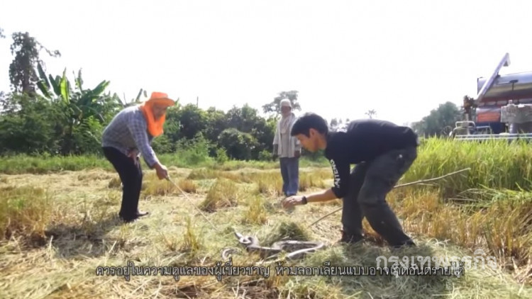 สุดเสียว!หนุ่มใจกล้าจับ'งูหลาม'ในแปลงนา 