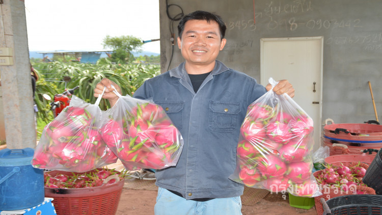 เกษตรกรปลูกแก้วมังกรป้อนตลาด สร้างรายได้หกแสนต่อปี